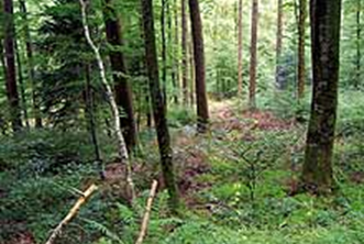 Altholz-Insel